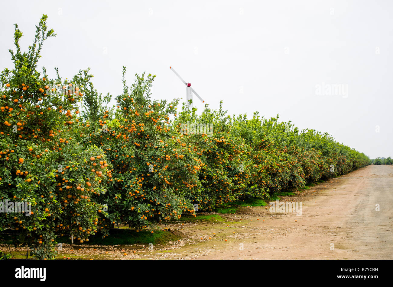 Tangerines ready for harvest in a central California citrus grove Stock