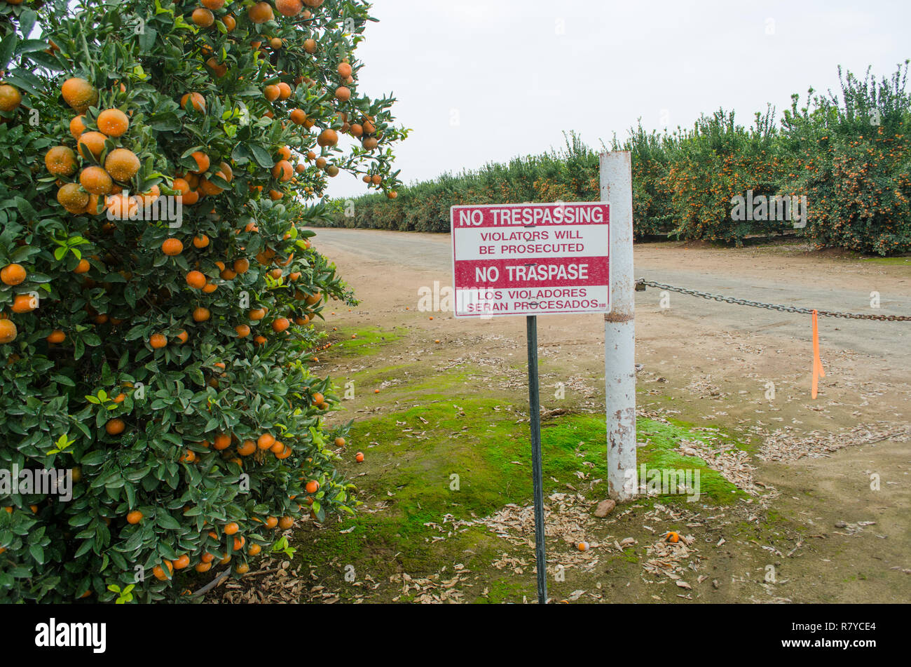 No Trespassing sign, Tangerines ready for harvest in a central