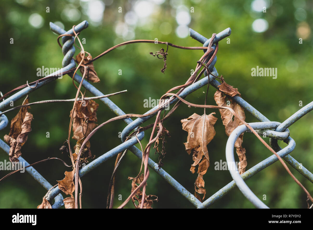 Dear dried morning flory vines on a chain link fence with trees Stock