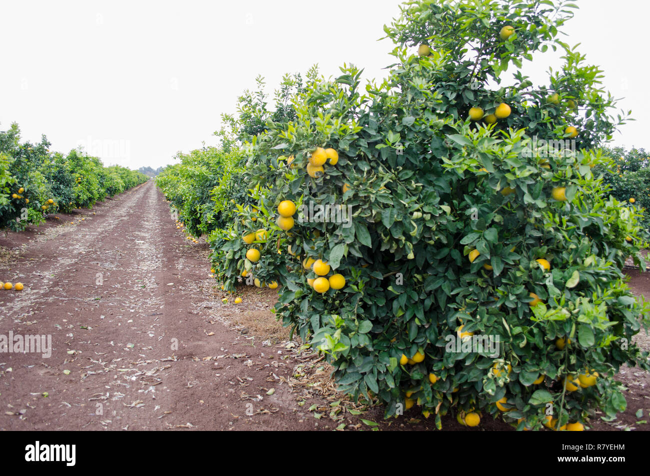 Grapefruit in a citrus grove, central California, ready for harvest