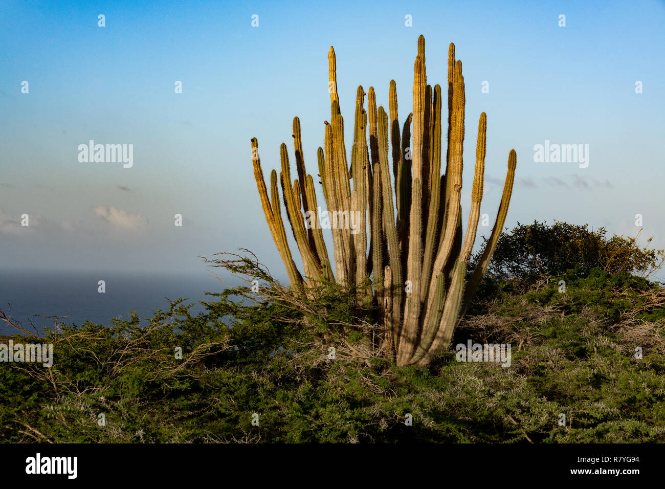 Aruba landscape - Stenocereus griseus cactus bush - a native Aruban