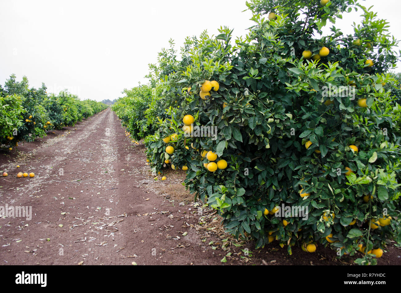 Citrus grove hires stock photography and images Alamy