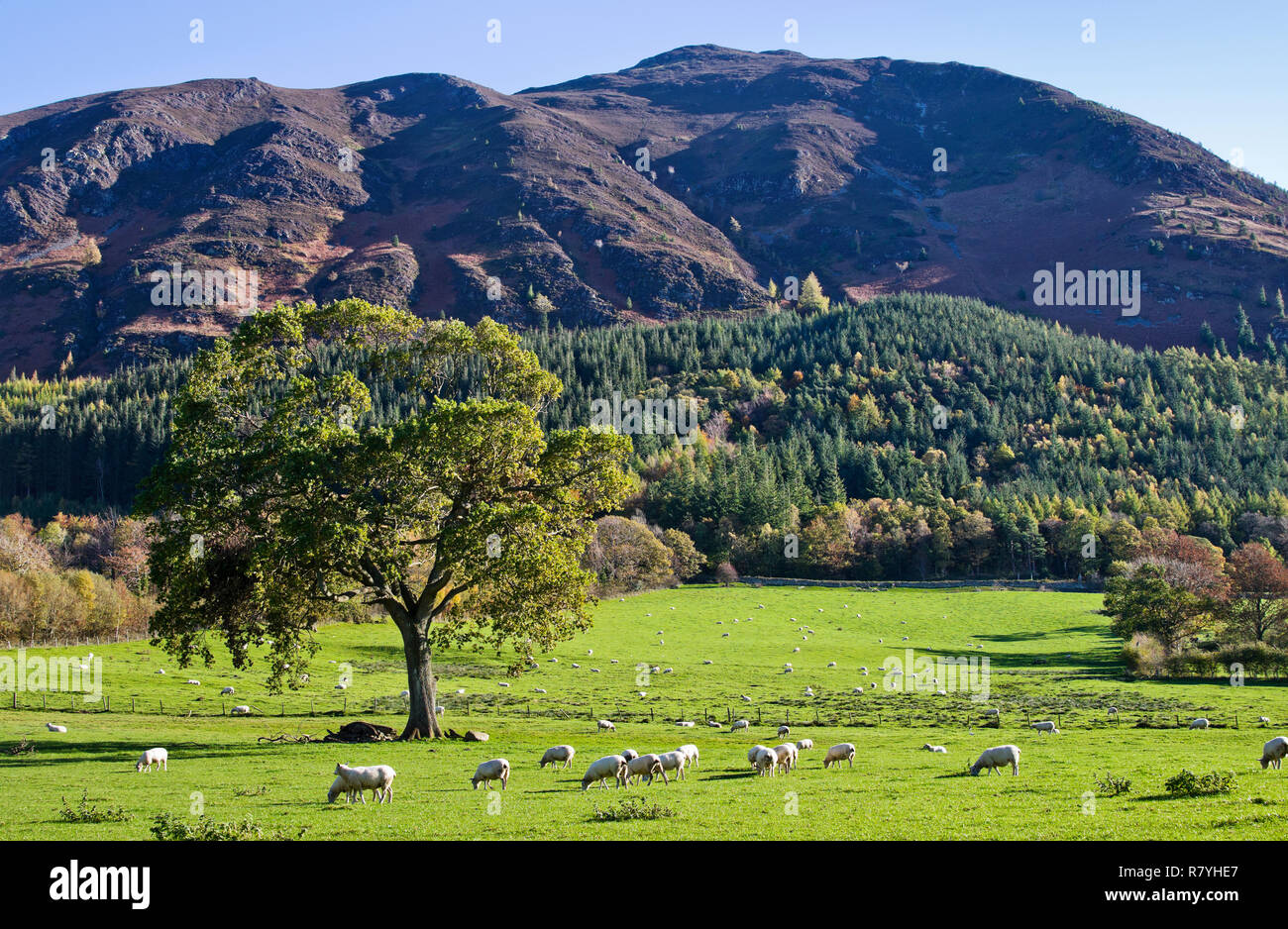 Sheep grazing in autumn sunshine in beautiful meadow beneath partly forested slopes of Ullock Pike, Lake District, Cumbria, England UK. Stock Photo