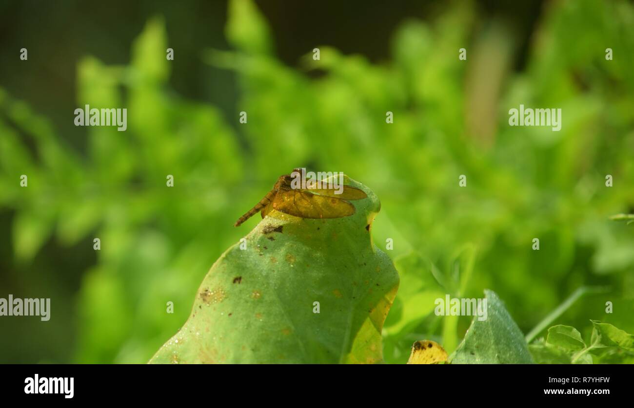 Macro shot fresh grass in hi-res stock photography and images - Alamy