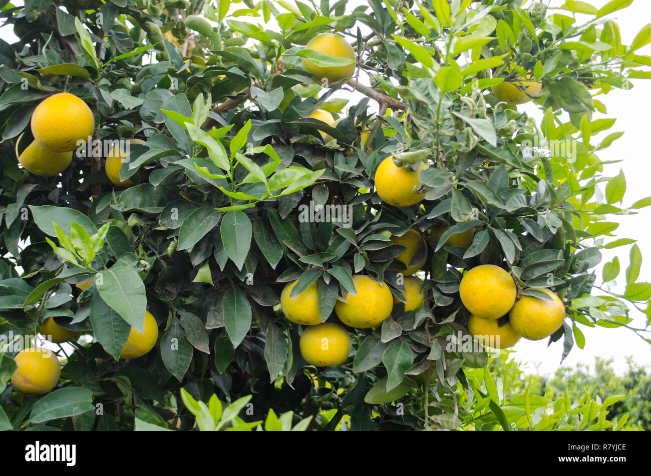 Grapefruit in a citrus grove, central California, ready for harvest