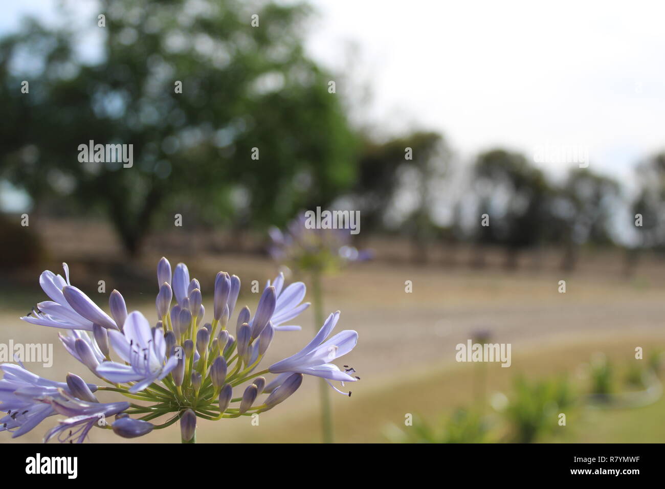 Off centre view of Agapanthus praecox Stock Photo