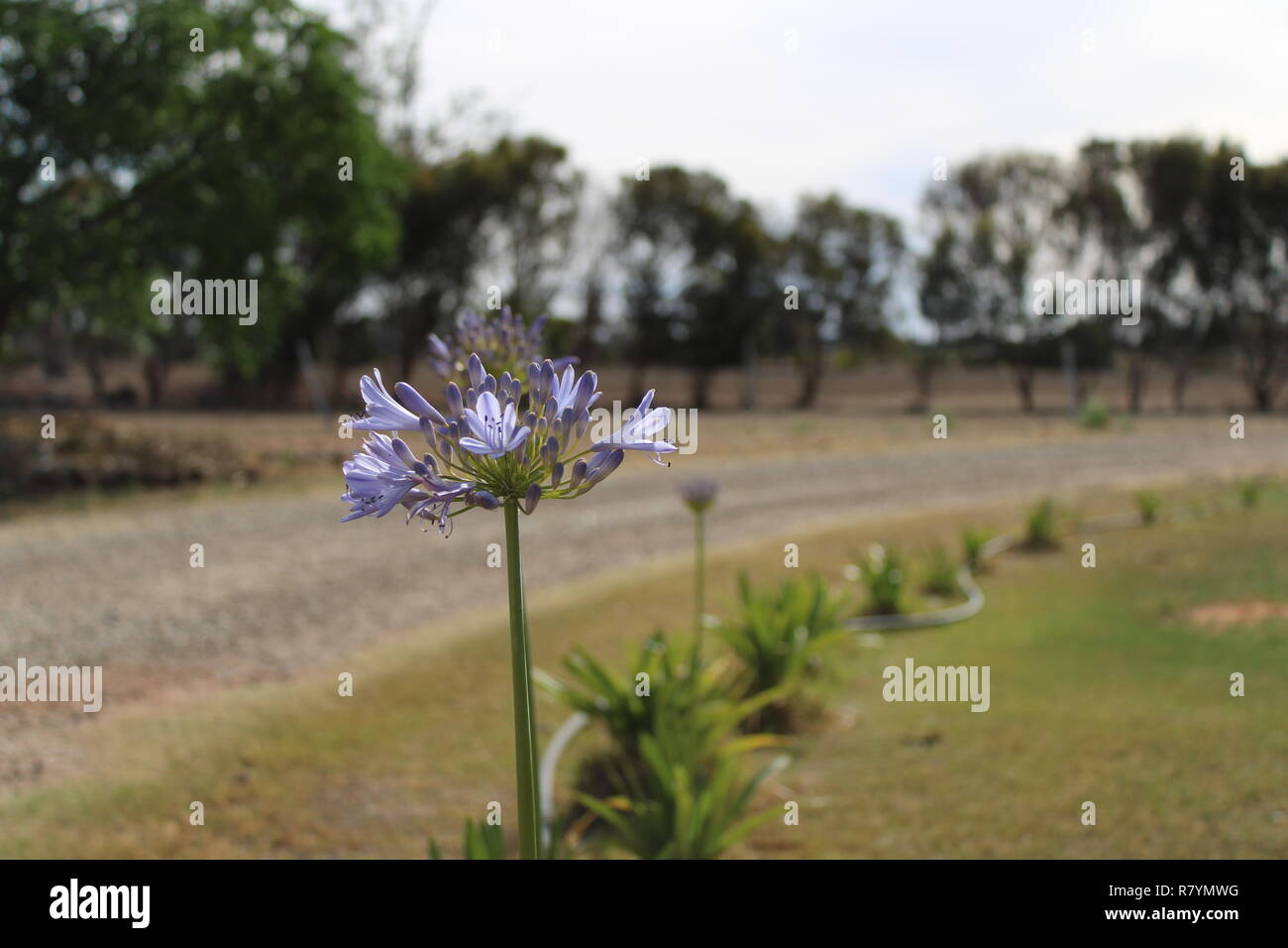 Agapanthus praecox in a garden standing alone Stock Photo