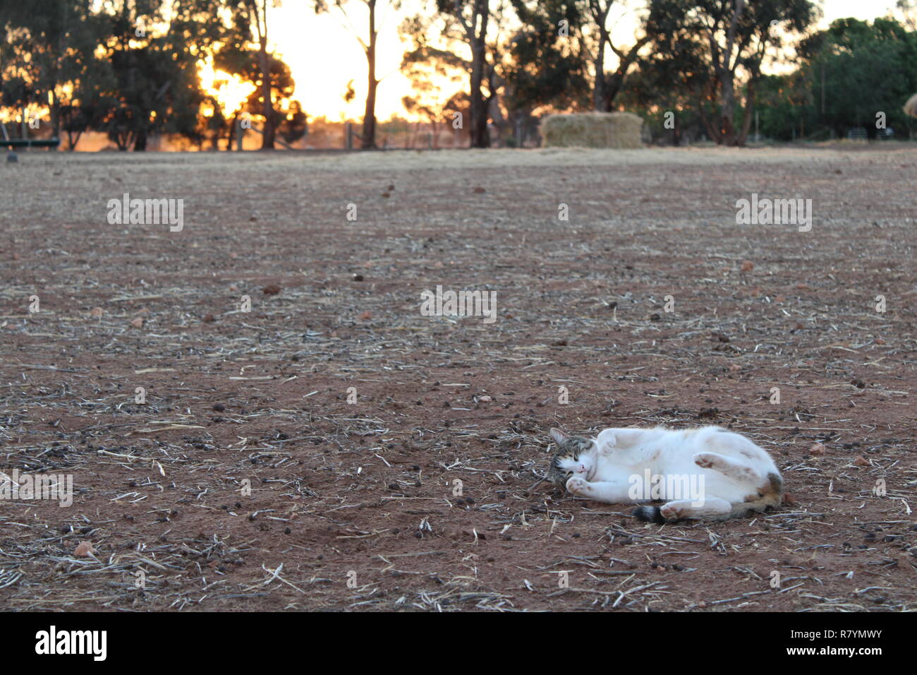 Cat rolling in the dirt Stock Photo Alamy