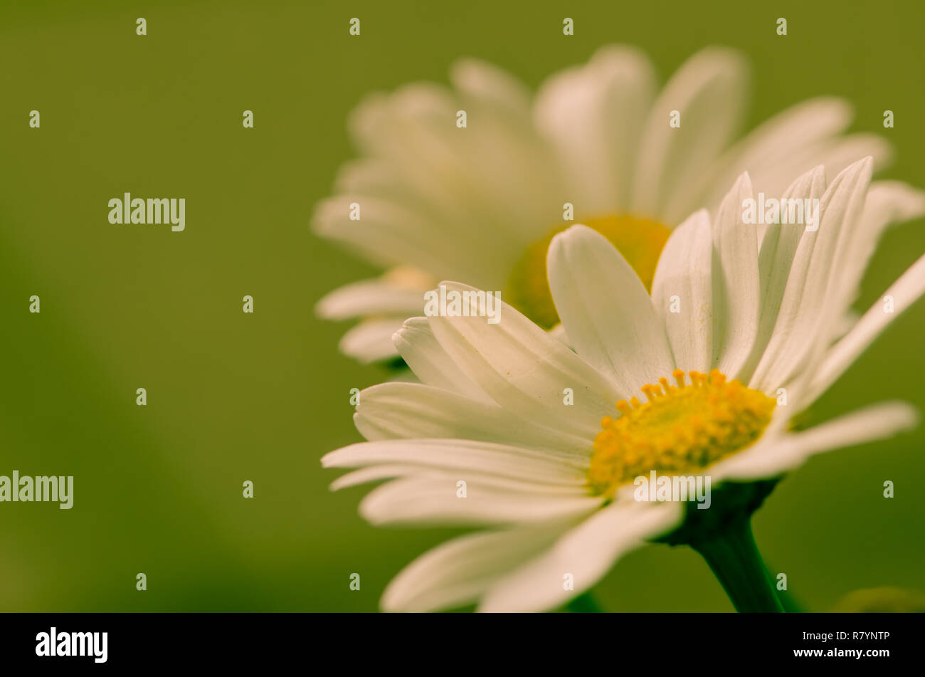detail of white daisy on green background Stock Photo - Alamy