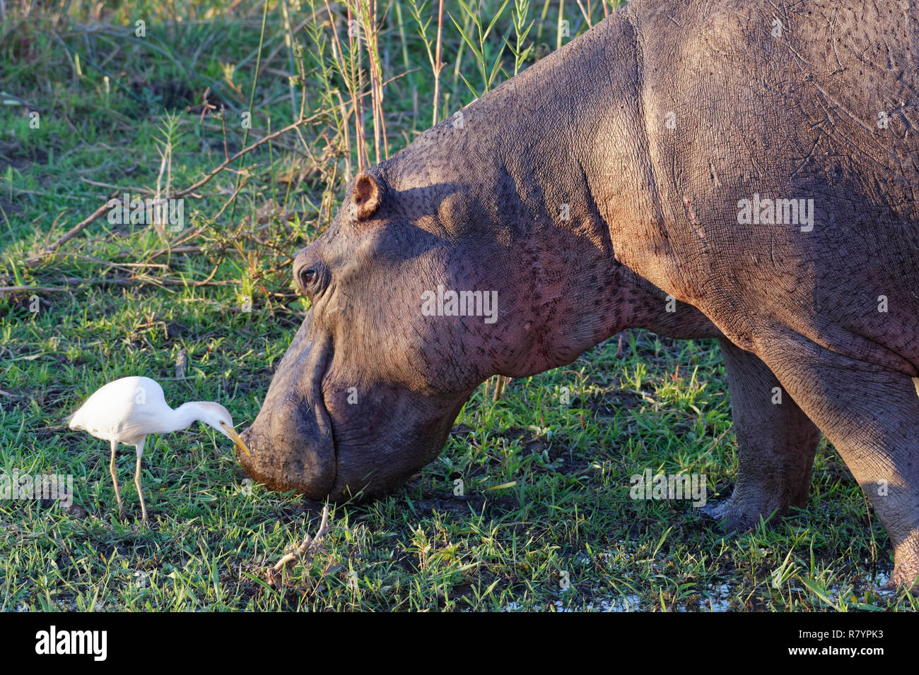 Hippopotamus (Hippopotamus amphibius), wading and grazing at the edge of the Sabie River, next to a cattle egret (Bubulcus ibis), Kruger, South Africa Stock Photo
