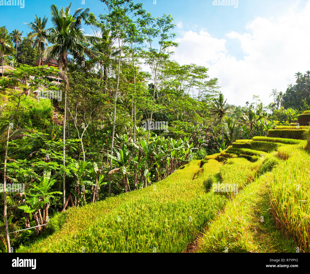 Tegallalang Rice Terraces Ubud Bali Indonesia Beautiful Green Images, Photos, Reviews