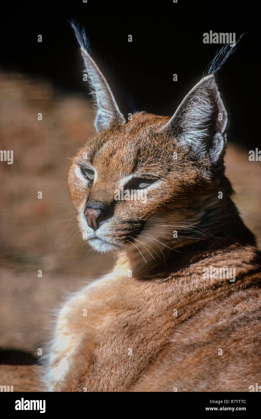 The Caracal (Caracal caracal)-medium-sized wild cat native to Africa, the Middle East, Central Asia, and India. A captive animal enjoying morning sun. Stock Photo