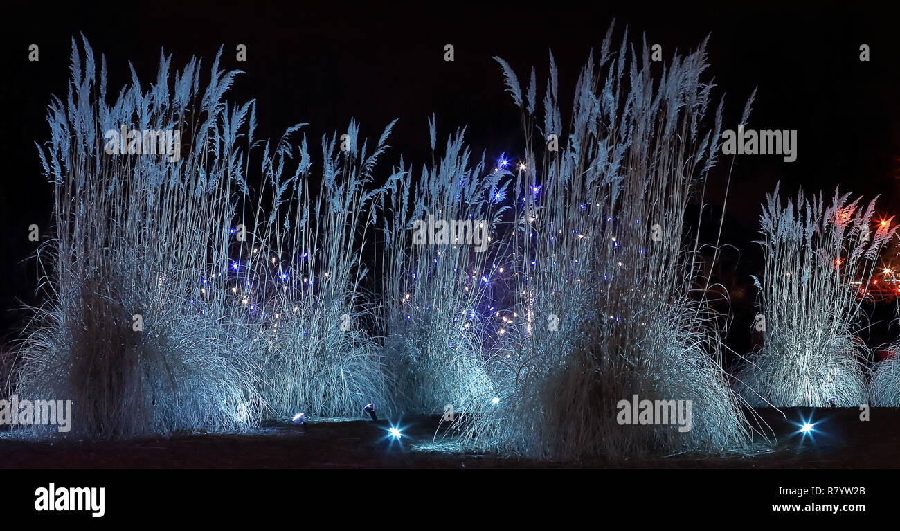 Christmas lights festival and celebration in Hudson Gardens, Littleton