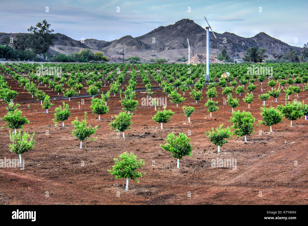 Yuma Arizona Farm High Resolution Stock Photography and Images Alamy