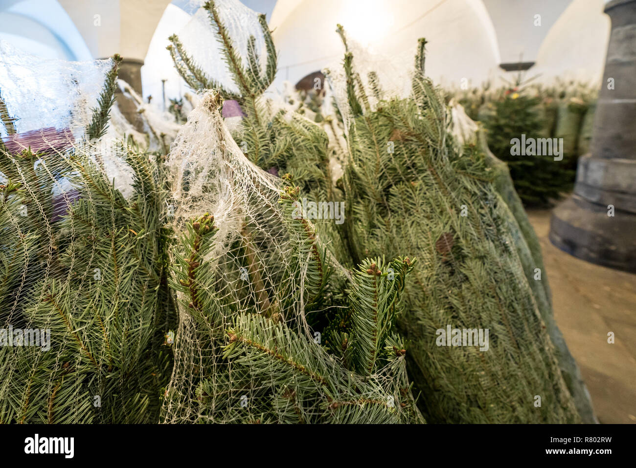 detailed view of many Christmas trees wrapped in plastic nets cut and