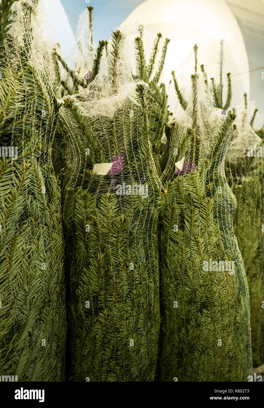 detailed view of many Christmas trees wrapped in plastic nets cut and