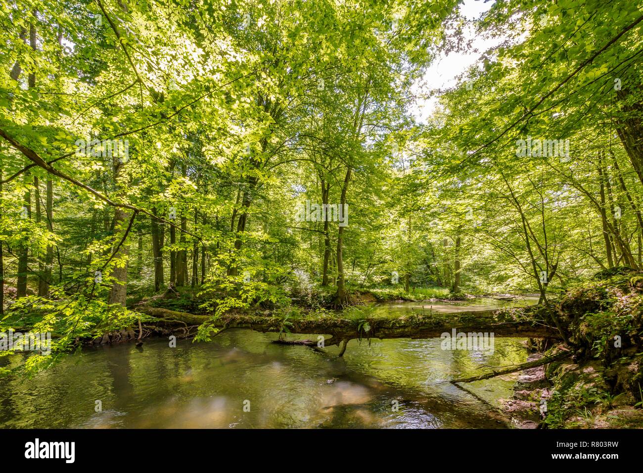 A beautiful green forest, above a calmly flowing river, illuminated by the rays of the spring sun. Polish Warmian Forest Reserve, around Olsztyn. Stock Photo