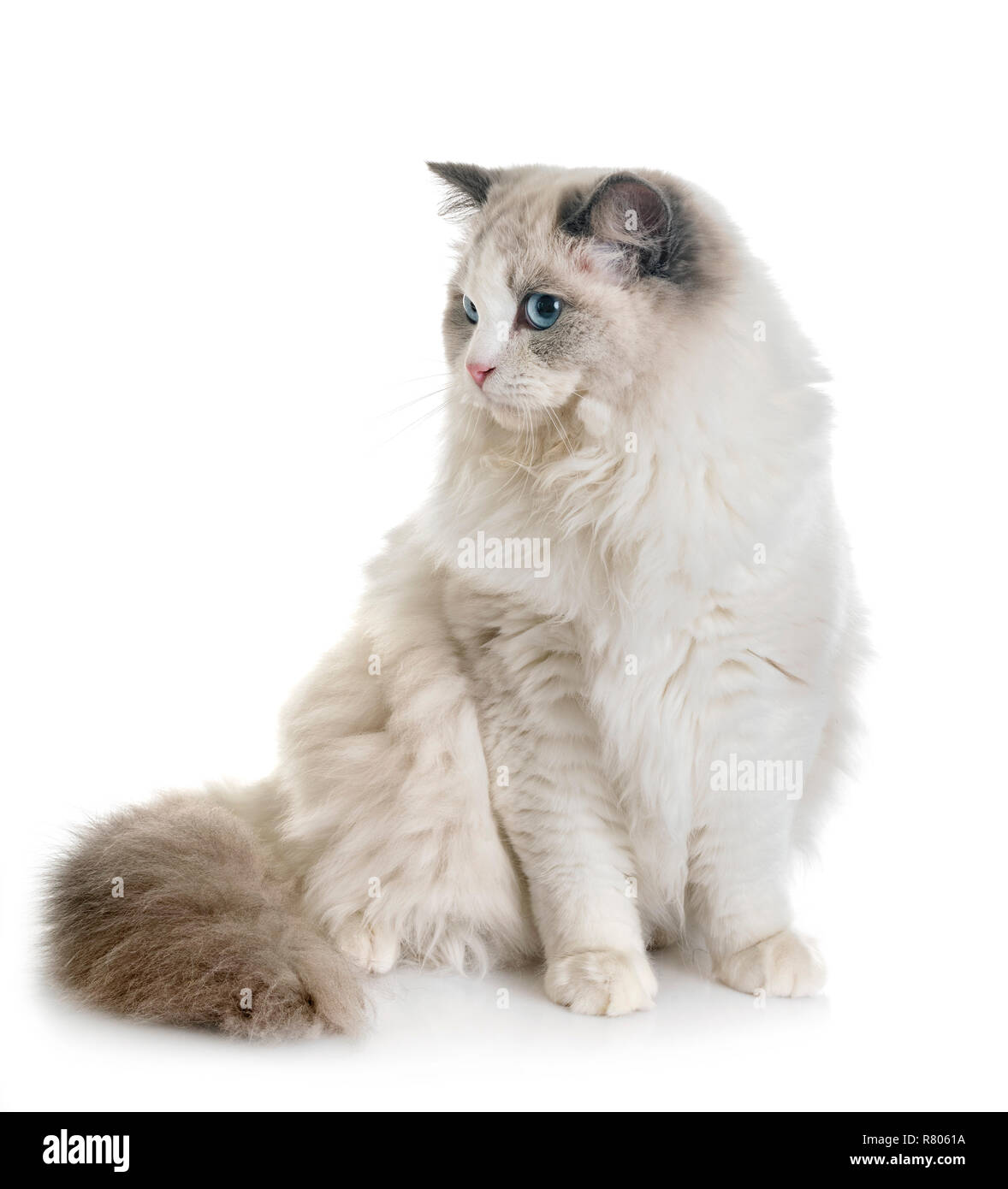 ragdoll cat in front of white background Stock Photo - Alamy