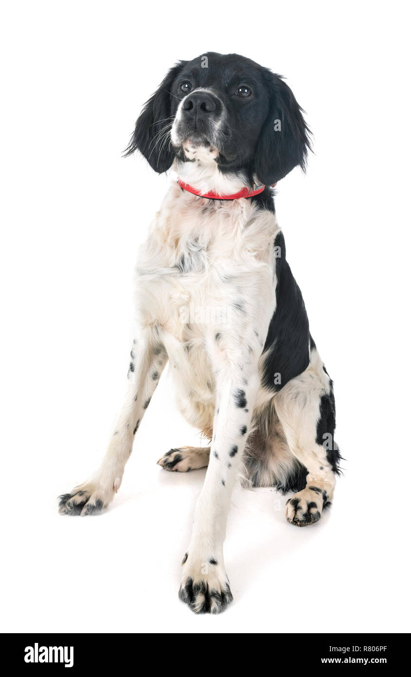 brittany dog in front of white background Stock Photo - Alamy