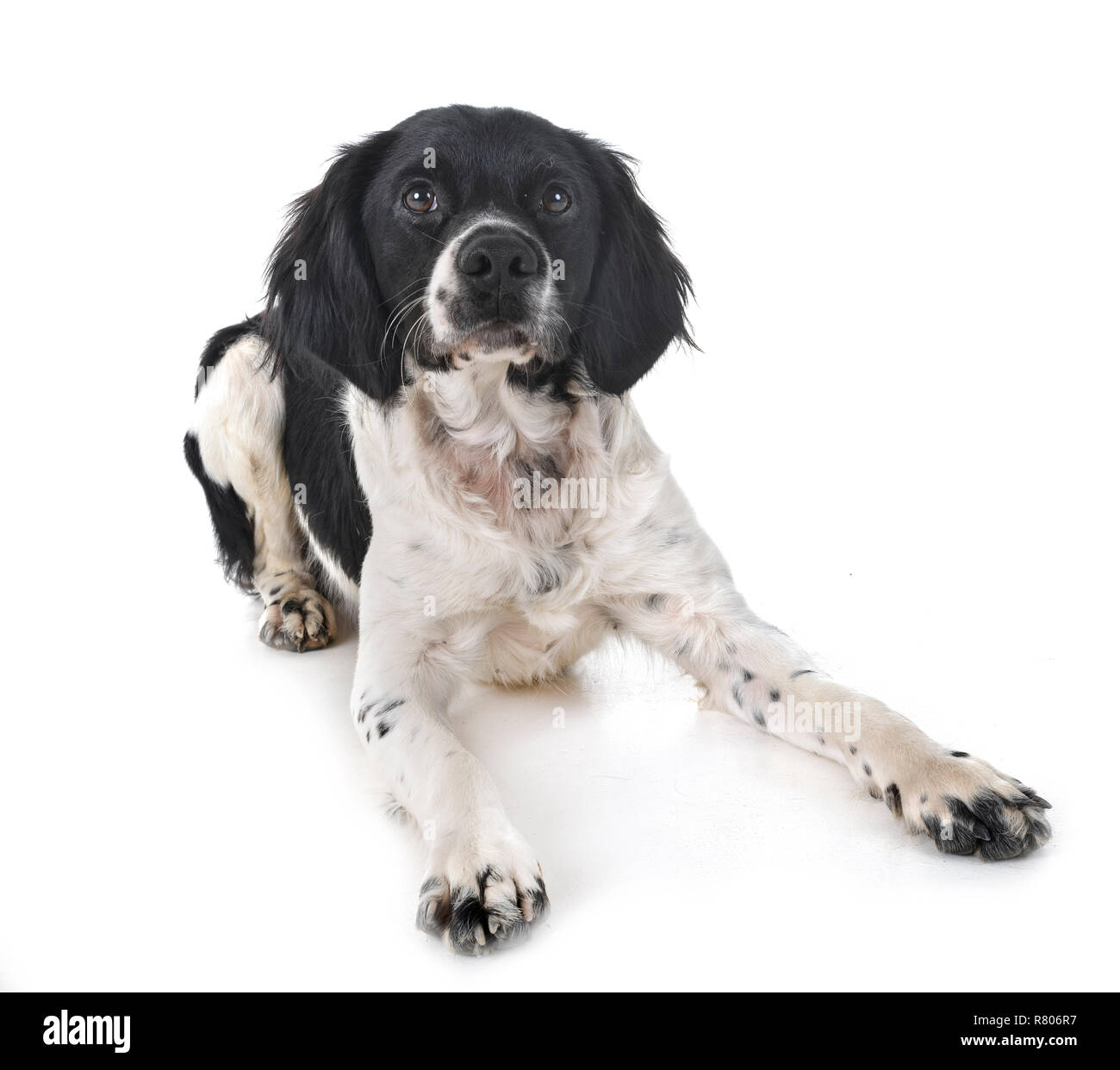 brittany dog in front of white background Stock Photo - Alamy