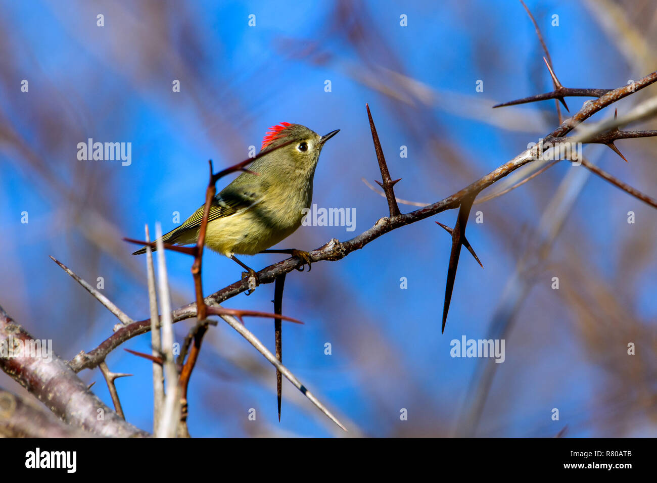 Ruby-Crowned Kinglet (Regulus calendula) perched in thorny tree Stock Photo