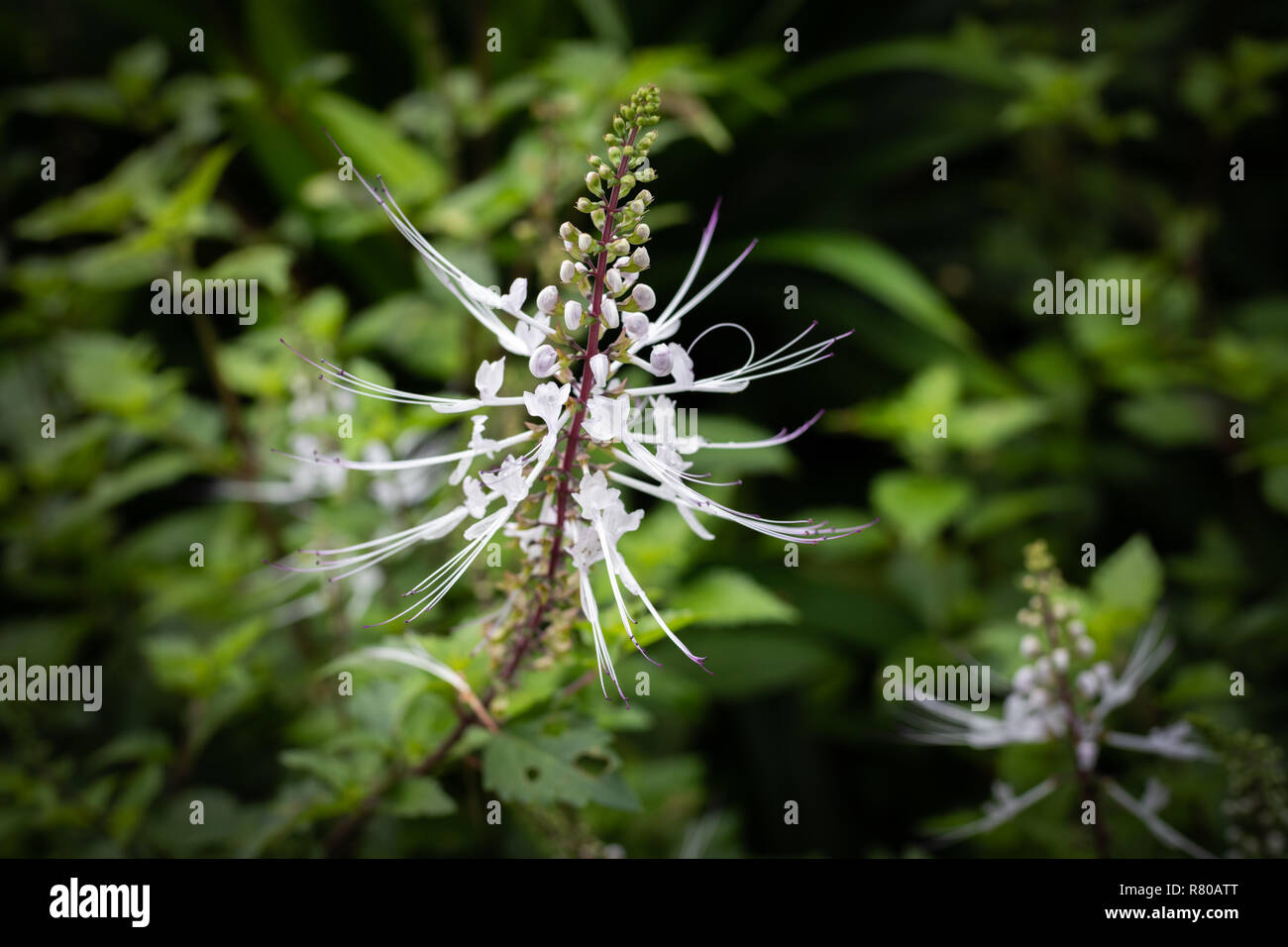 Kucing High Resolution Stock Photography and Images - Alamy