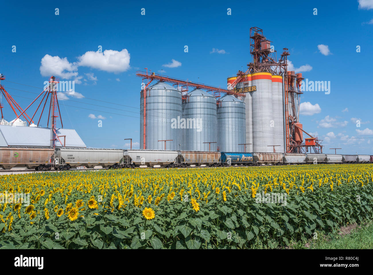 A Pioneer Grain inland grain handling terminal and a blooming sunflower field near Brunkild, Manitoba, Canada. Stock Photo