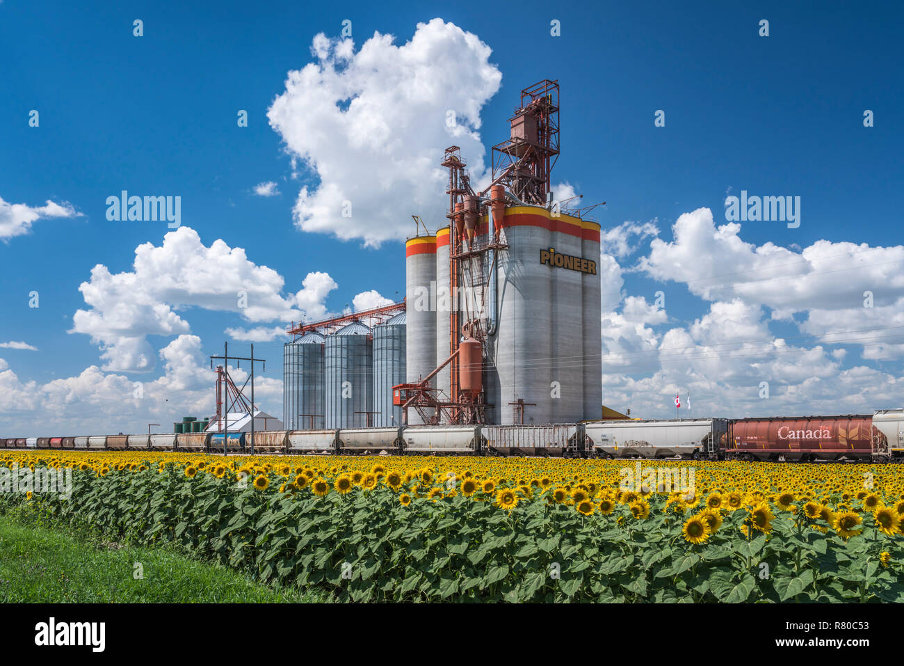 A Pioneer Grain inland grain handling terminal and a blooming sunflower field near Brunkild, Manitoba, Canada. Stock Photo