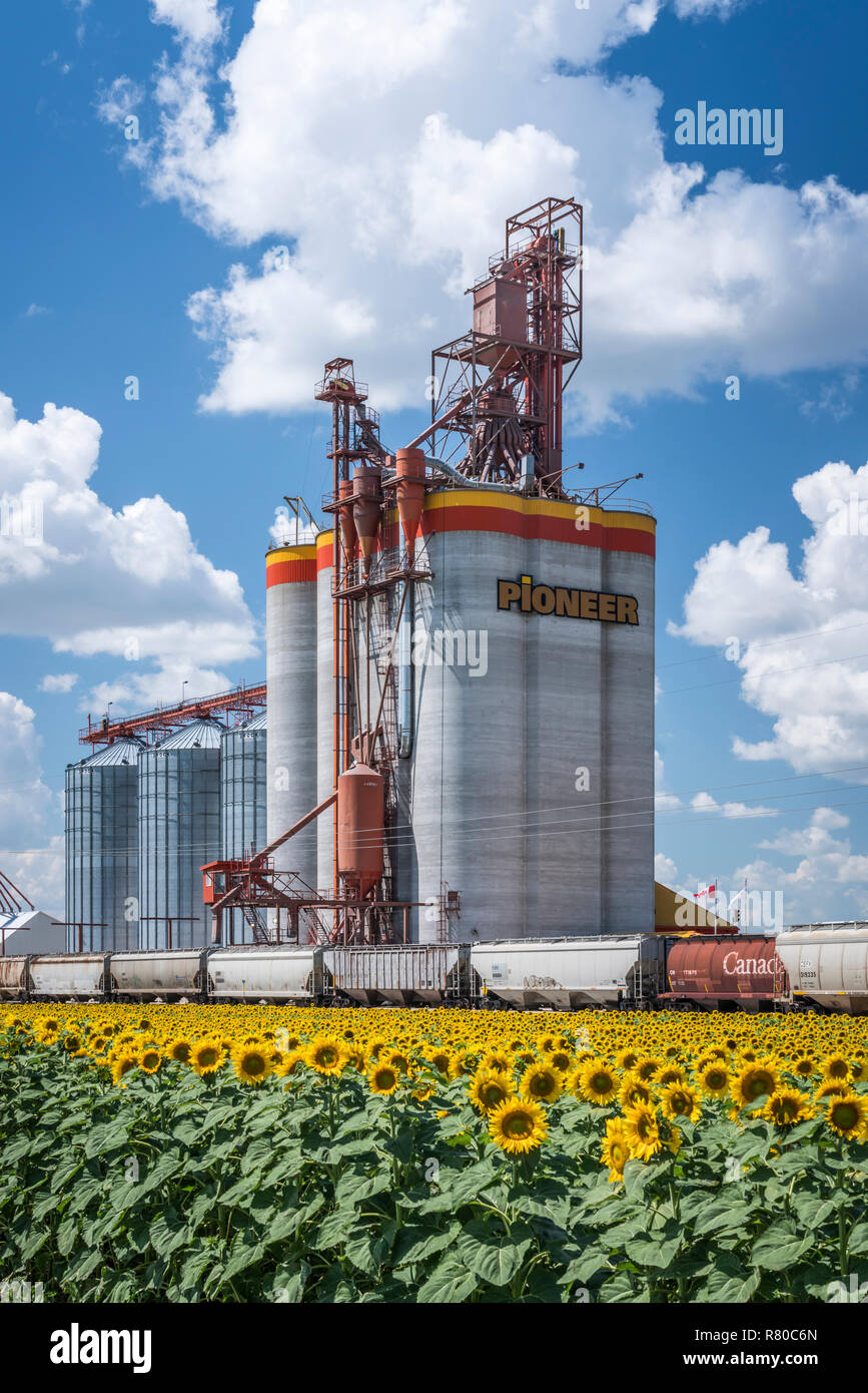 A Pioneer Grain inland grain handling terminal and a blooming sunflower
