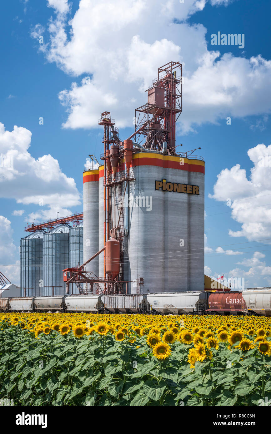 A Pioneer Grain inland grain handling terminal and a blooming sunflower field near Brunkild, Manitoba, Canada. Stock Photo