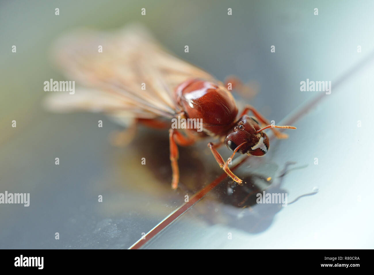 Tament Insect Termite white ant insect hi-res stock photography and images - Alamy