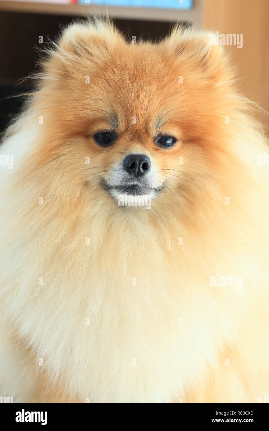 Pomeranian face sale