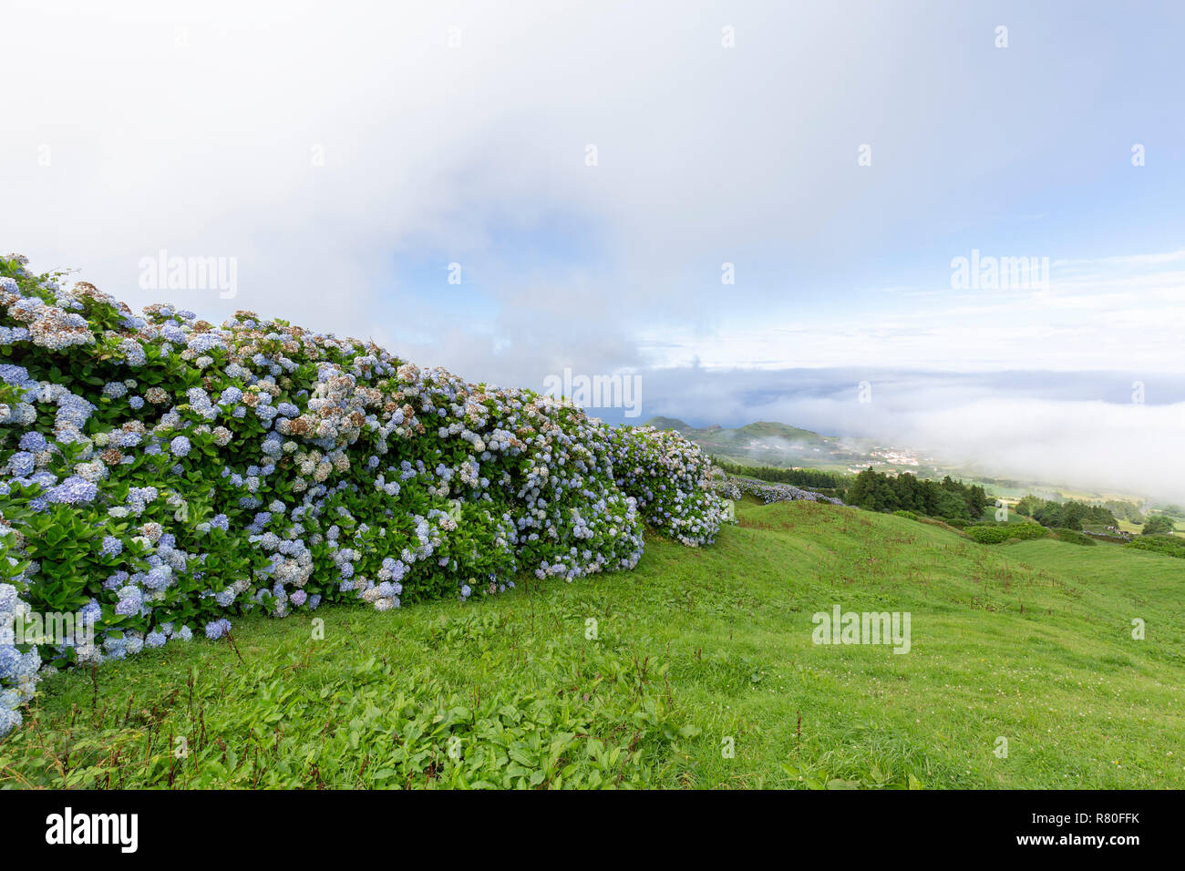 Hydrangea Covered Rivers Hydrangeas forming a wall and the town of Varzea covered in morning fog ...