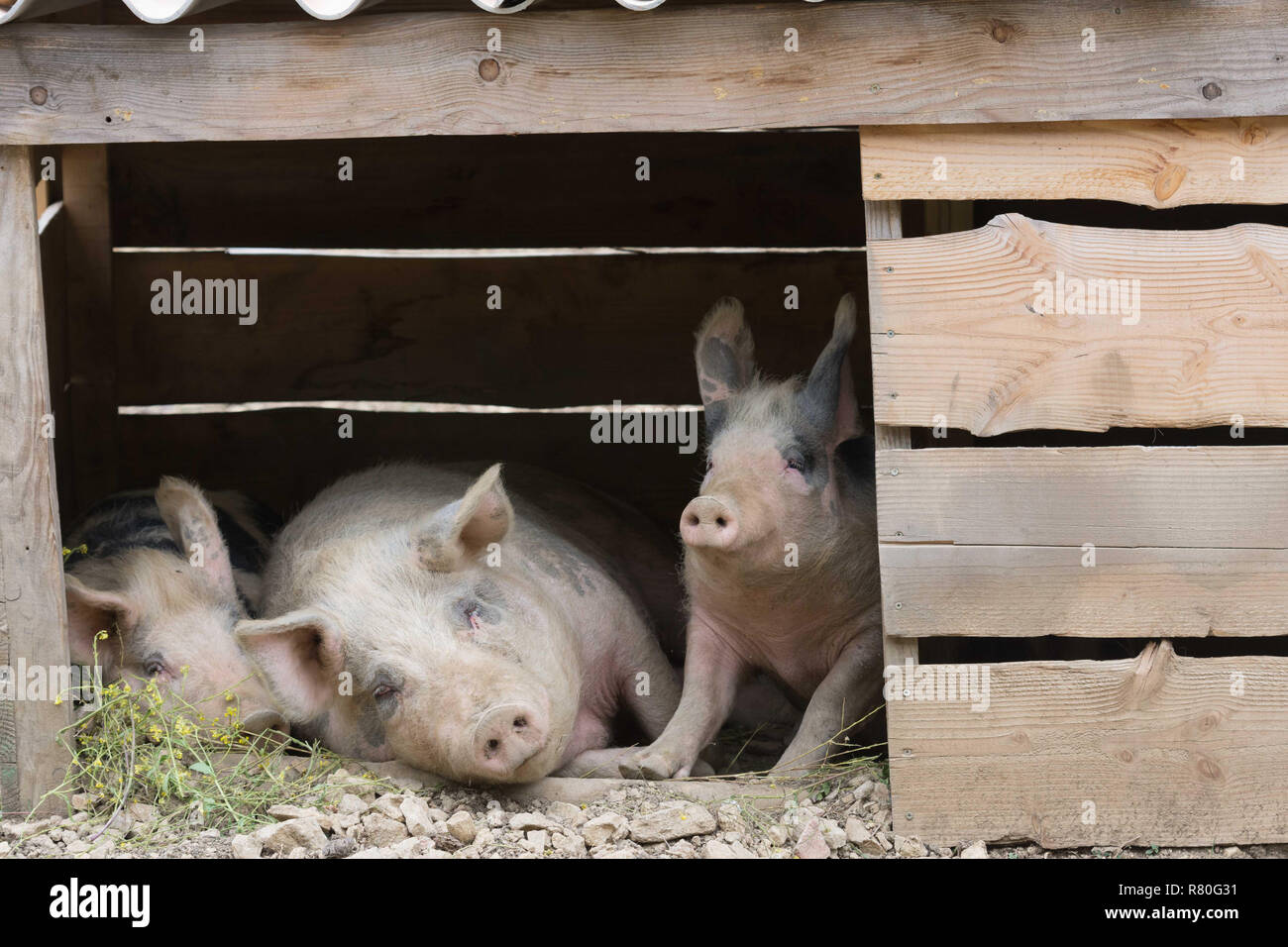 French Landrace pig Stock Photo