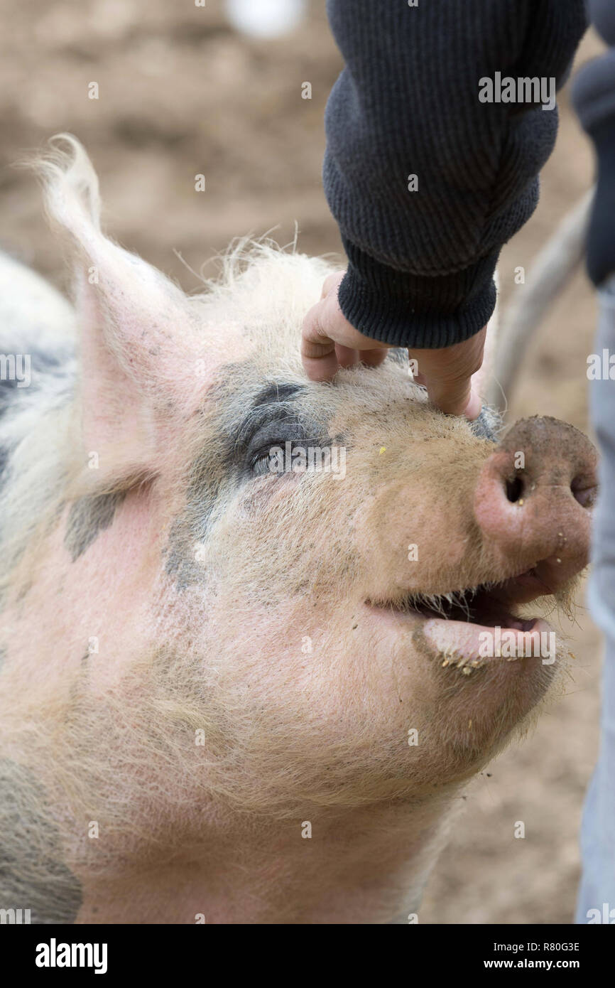 French Landrace pig Stock Photo