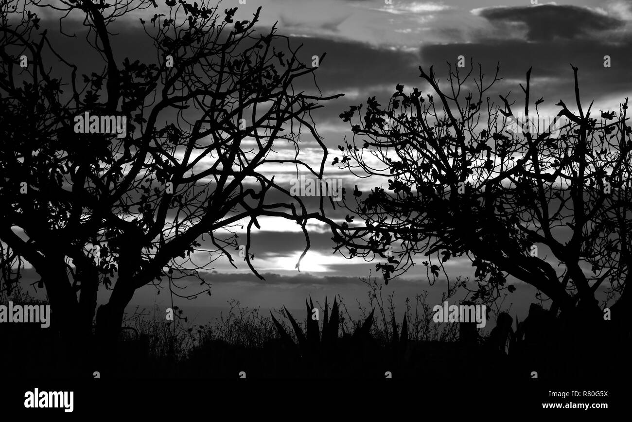 Backlit trees in foreground and cloudy sky in background during the sunrise, monochrome mode Stock Photo