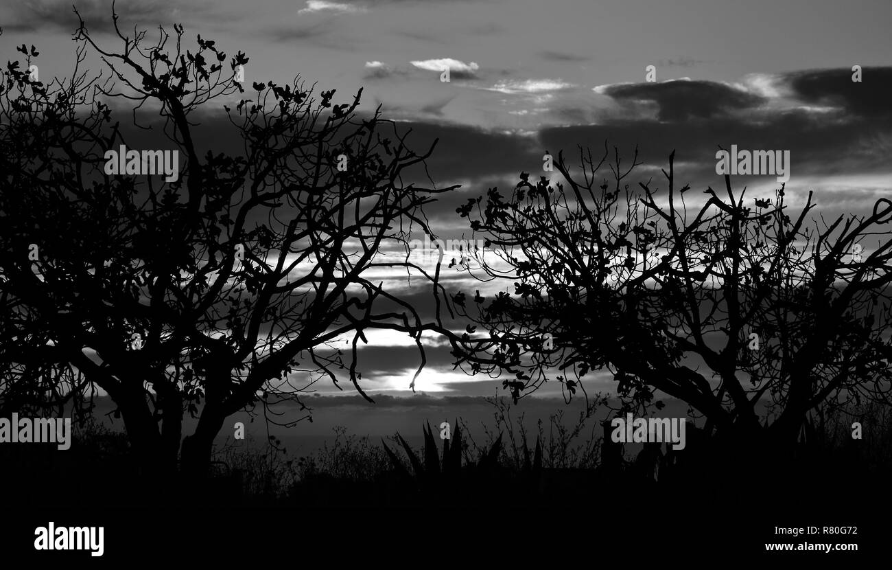 Backlit trees during the sunrise and cloudy sky in background, Black and white Stock Photo