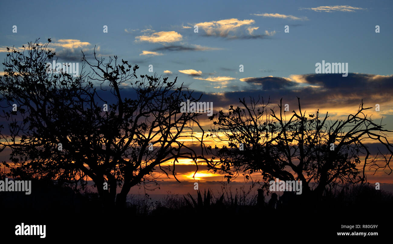Backlit trees during the sunrise and colorful sky in the background Stock Photo
