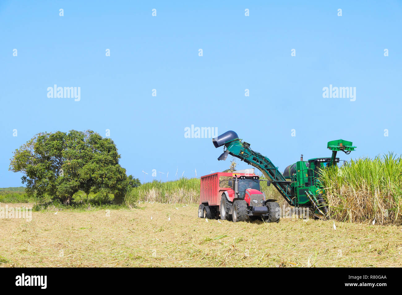 Guadeloupe sugar cane cultivation. Mechanical sugar cane harvesting