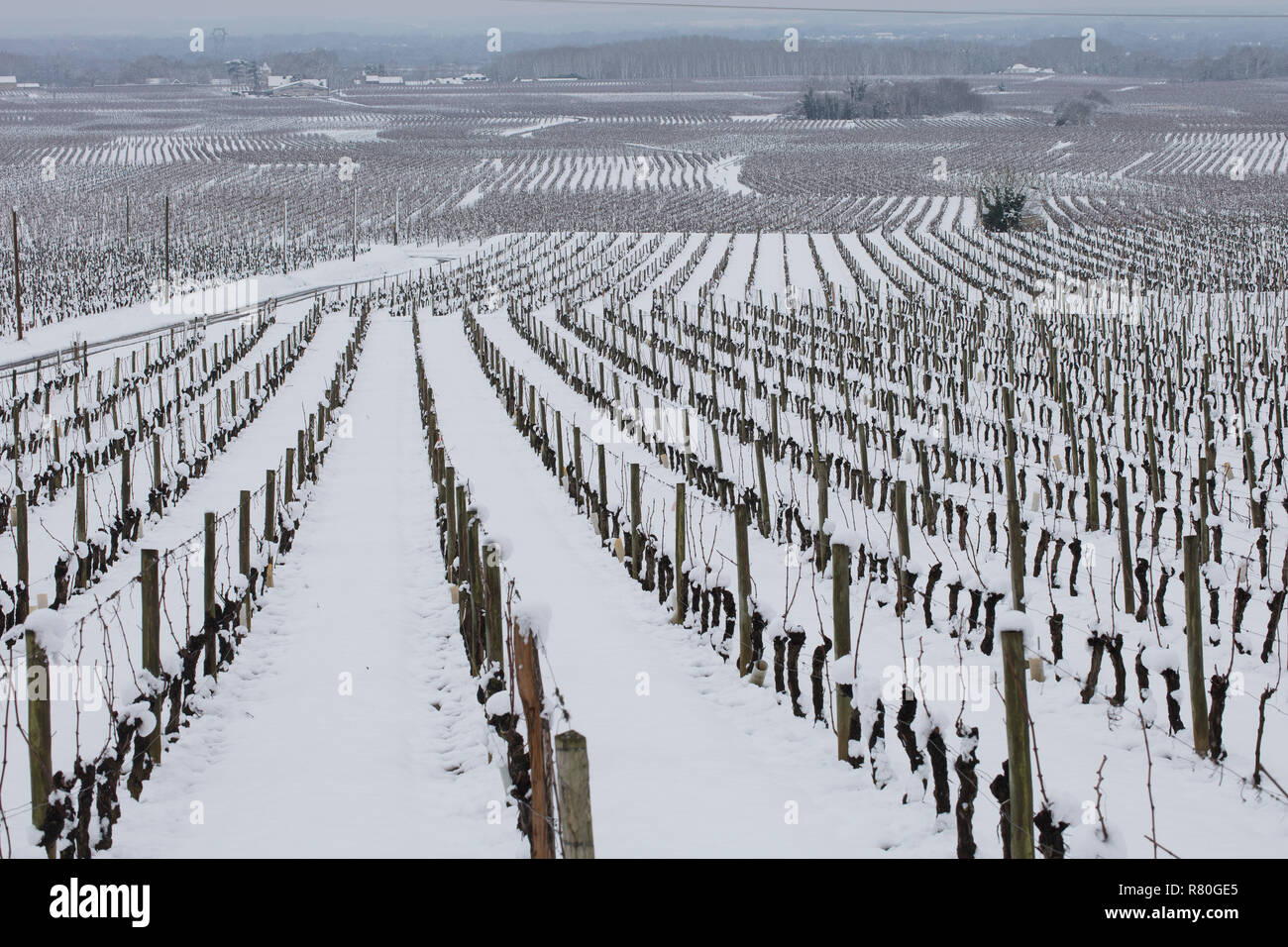 Landscape of the Touraine province covered in snow: vines and vineyards under snow in the area of Chinon (2018/02/07) Stock Photo