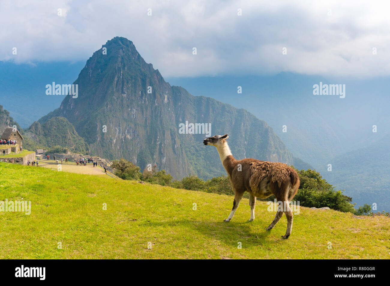 Llama at Machu Picchu Stock Photo