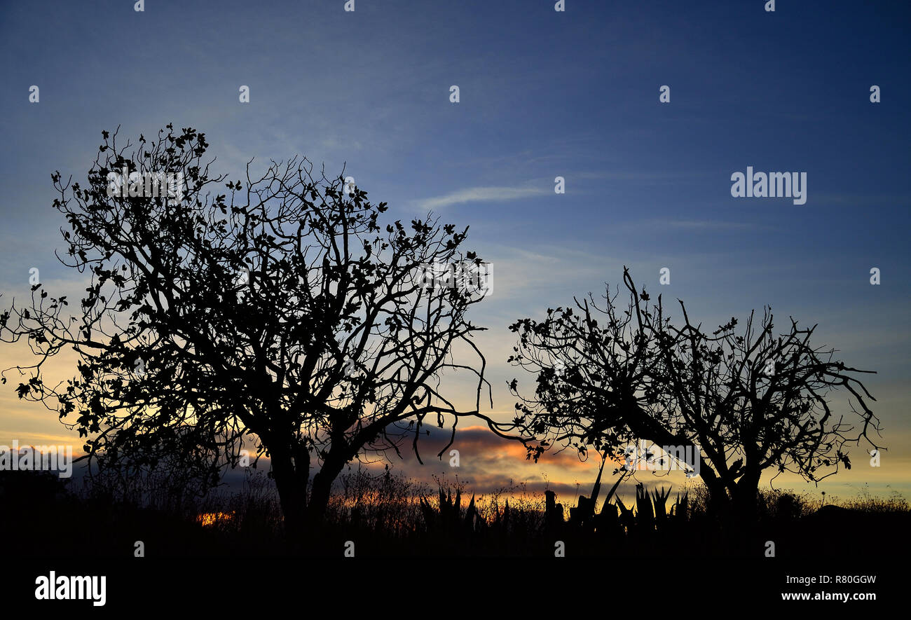 Silhouettes of trees during the dawn with splendid sky in background Stock Photo