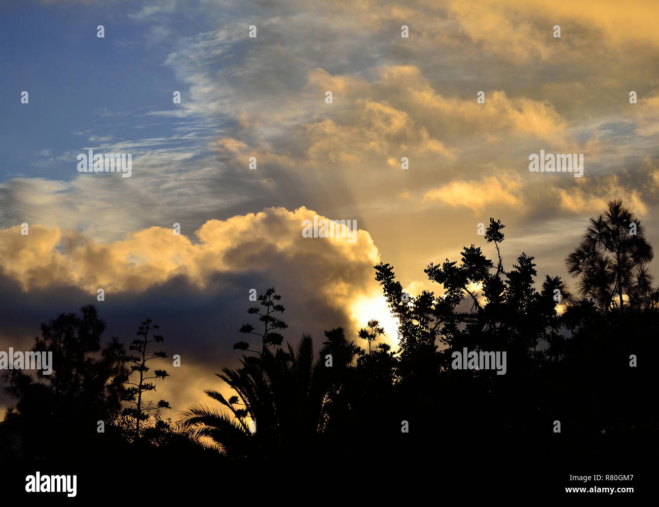 Diverse trees in foreground and cloudy sky background during the sunrise Stock Photo