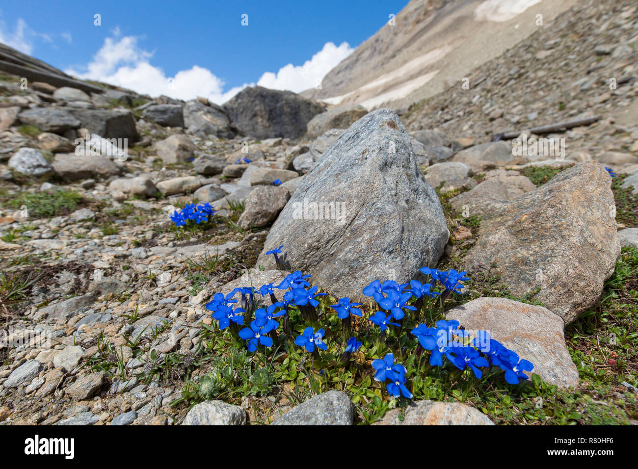 Bavarian Gentian (Gentiana bavarica). Flowering plants at Hohe Tauern National Park, Carinthia, Austria Stock Photo