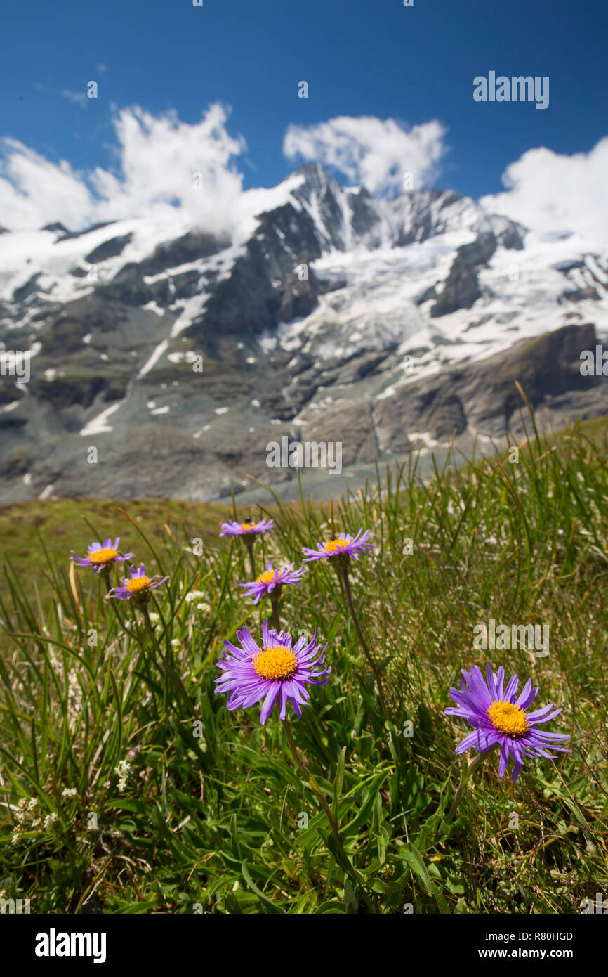 Alpine Aster, Blue Alpine Daisy (Aster alpinus), flowering plants in alpine surroundings. Hohe Tauern National Park, Carinthia, Austria Stock Photo