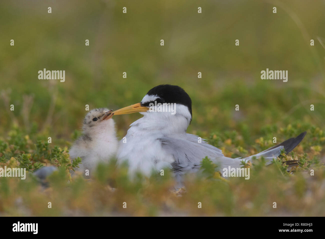 Little Tern (Sterna albifrons). Parent with chick. Germany Stock Photo