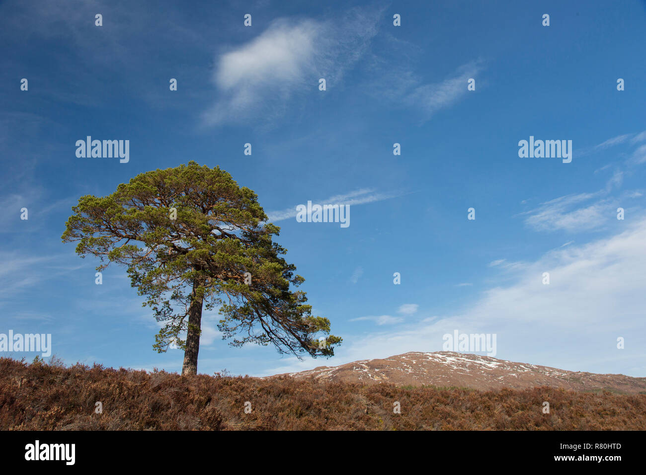 Scots Pine (Pinus sylvestris), single, tree. Glen Affric, Scottish Highlands, Scotland, Great Britain Stock Photo