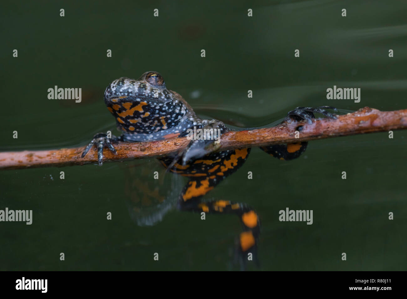Fire-bellied toad (Bombina bombina) in a pond, showing warning colors. Germany Stock Photo