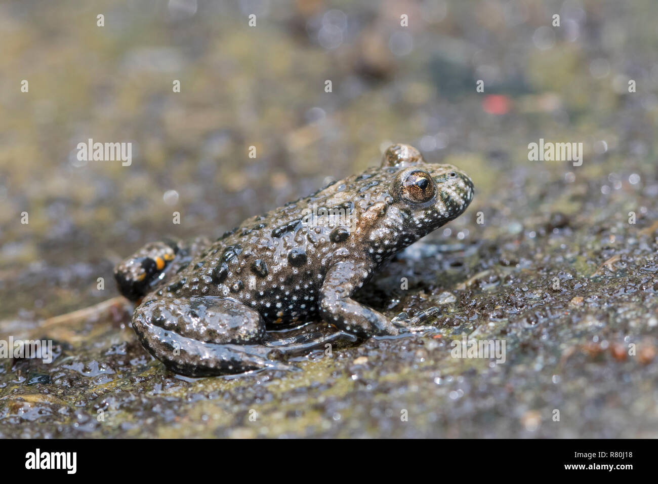 Fire-bellied toad (Bombina bombina). Adult on wet ground. Germany Stock Photo