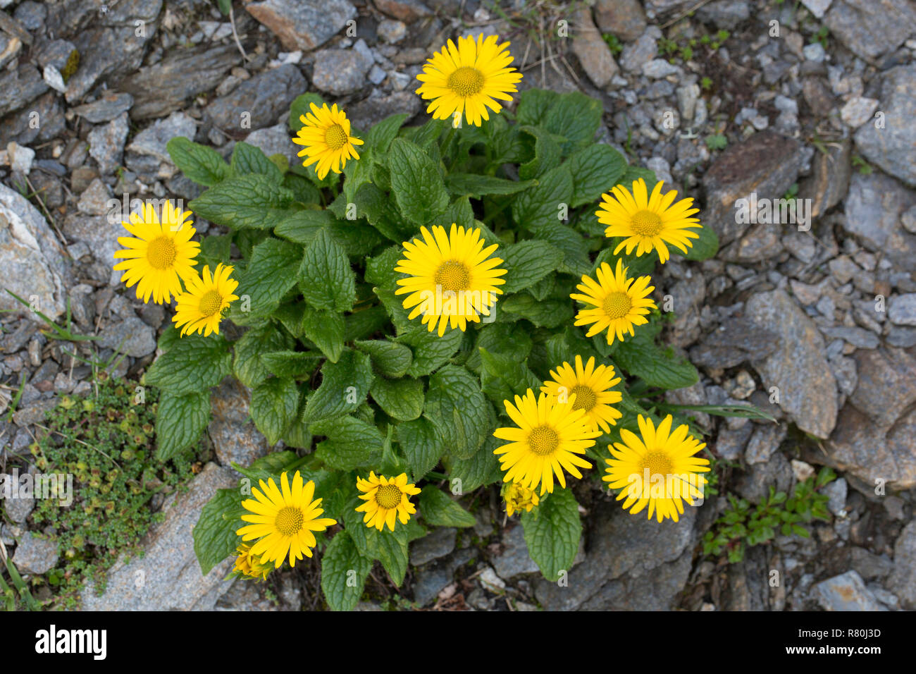 Leopards-bane (Doronicum glaciale), flowerhead. Hohe Tauern National Park, Carinthia, Austria Stock Photo